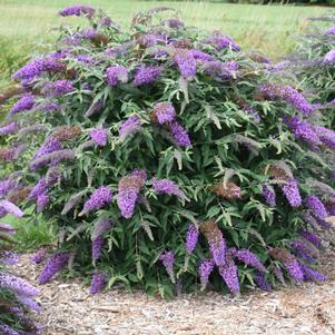 Buddleia x 'Violet Cascade'