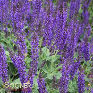 Salvia x sylvestris 'May Night'