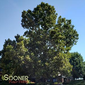 Platanus occidentalis ''