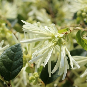 CAROLINA MOONLIGHT LOROPETALUM