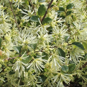 CAROLINA MOONLIGHT LOROPETALUM