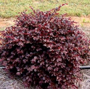 CRIMSON FIRE™ LOROPETALUM