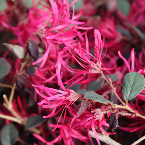 GARNET FIRE™ LOROPETALUM