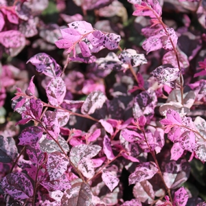 JAZZ HANDS VARIEGATED® LOROPETALUM