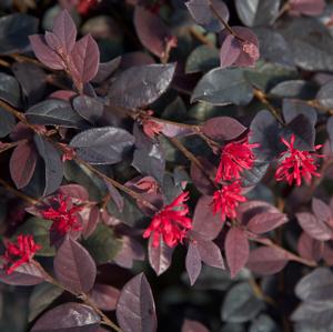 RED DIAMOND™ LOROPETALUM