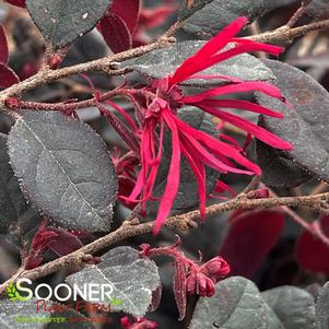 Loropetalum chinense 'Kurobijin'