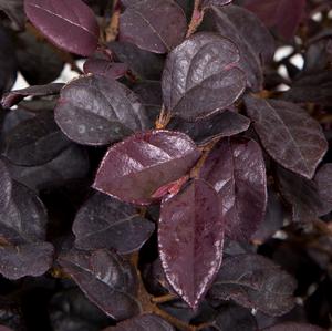 RED DIAMOND™ LOROPETALUM