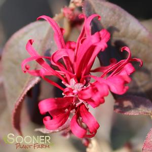 RED DIAMOND™ LOROPETALUM