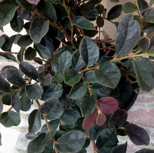 RUBY SNOW™ LOROPETALUM