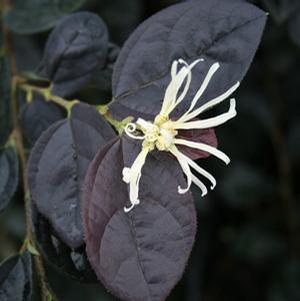 RUBY SNOW™ LOROPETALUM