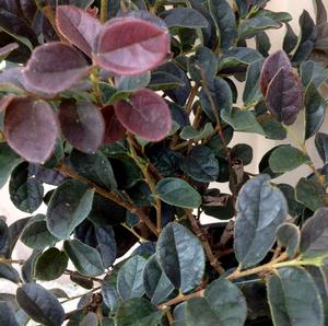 RUBY SNOW™ LOROPETALUM