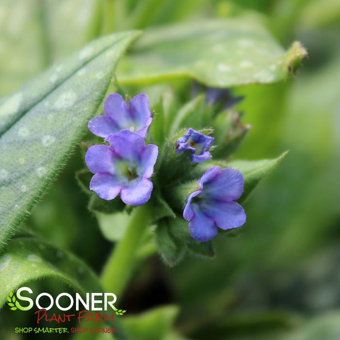 TREVI FOUNTAIN LUNGWORT