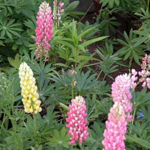 RUSSELL HYBRIDS LUPINE