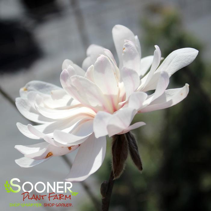 CENTENNIAL BLUSH™ STAR MAGNOLIA