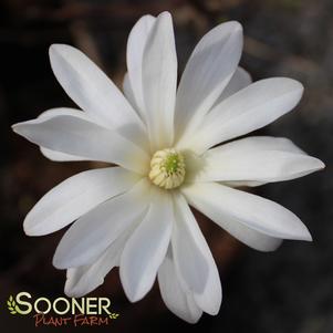 Magnolia stellata 'Royal Star'