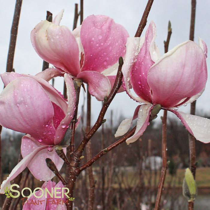 SAUCER MAGNOLIA