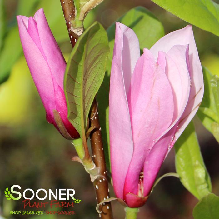 SAUCER MAGNOLIA