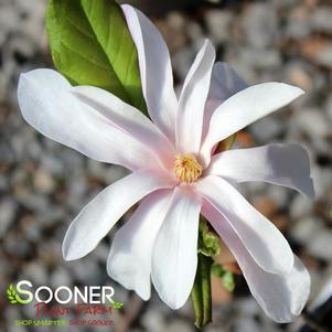 Magnolia kobus var. loebneri 'Leonard Messel'