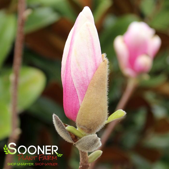 SAUCER MAGNOLIA