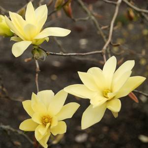 Magnolia x 'Gold Star'