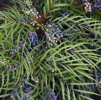 INDIGO FLAIR™ MAHONIA