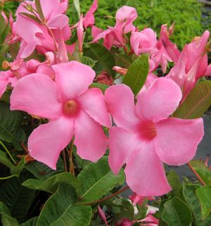 PINK MANDEVILLA