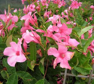 PINK MANDEVILLA