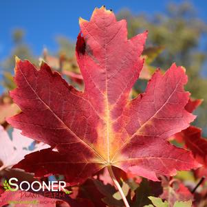 Acer freemanii 'Autumn Fantasy'