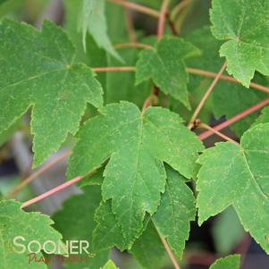 Acer rubrum 'Burgundy Belle'