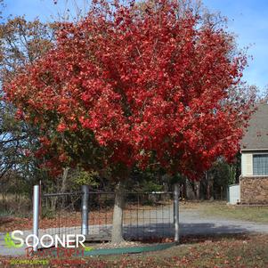 Acer truncatum 'Fire Dragon'