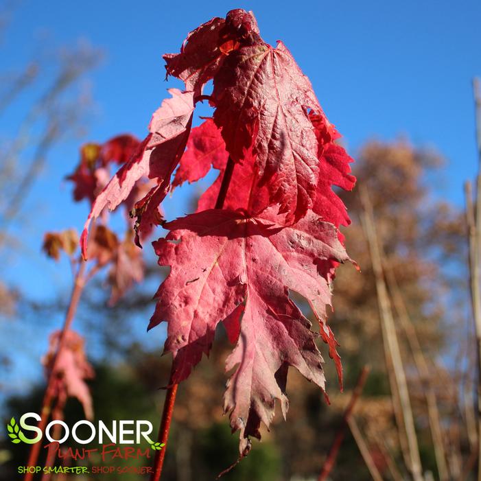 Image Property of Sooner Plant Farm, Inc.