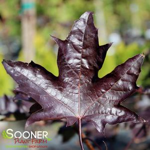 Acer platanoides 'Royal Red'