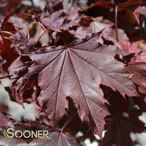 Acer platanoides 'Crimson Sentry'