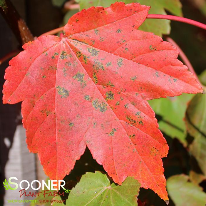 OCTOBER GLORY® RED MAPLE