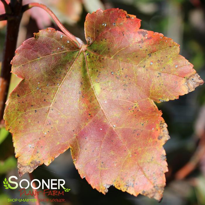 OCTOBER GLORY® RED MAPLE