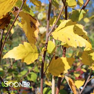 Betula nigra 'Heritage'