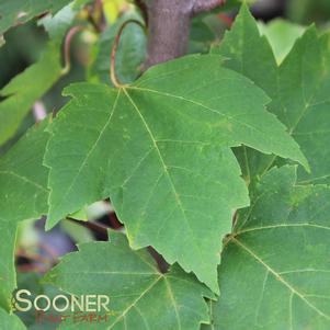 Acer rubrum 'Red Rocket'