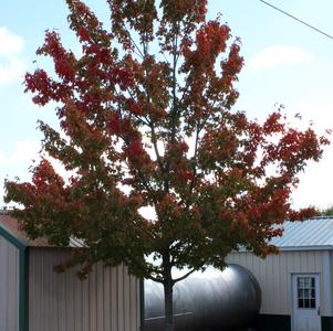 Acer rubrum 'Embers'