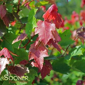 Acer rubrum 'HOSR'