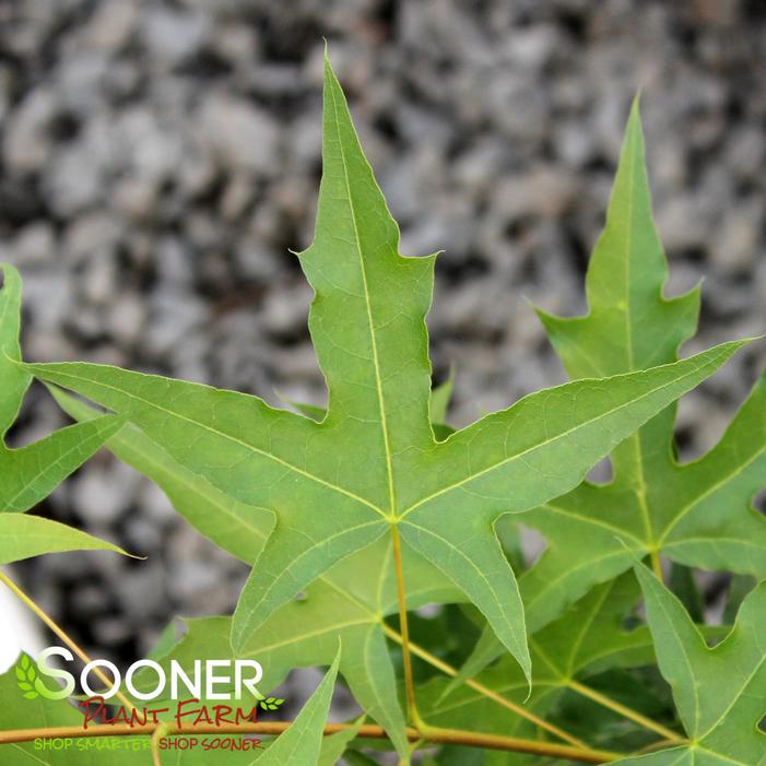 Image property of Sooner Plant Farm, Inc.