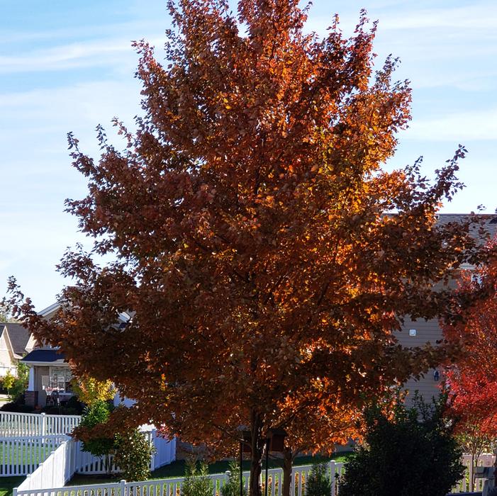 SOMERSET MAPLE