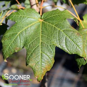 Acer saccharum 'Green Mountain'