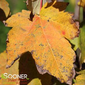 Acer rubrum 'Bowhall'