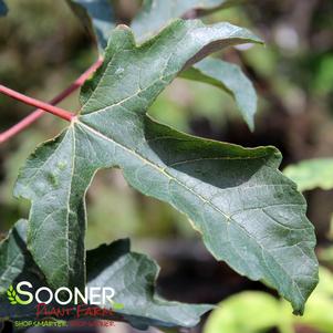 Acer griseum x pseudoplatanus 'Purple Haze'
