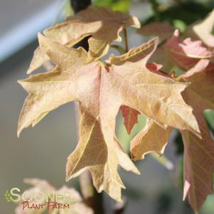 Acer macrophyllum 'Mocha Rose'