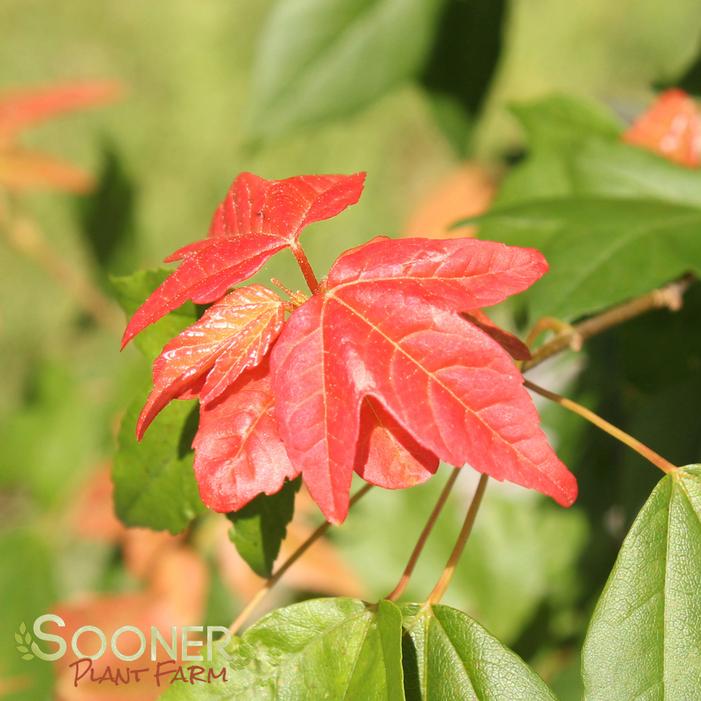 TRIDENT MAPLE