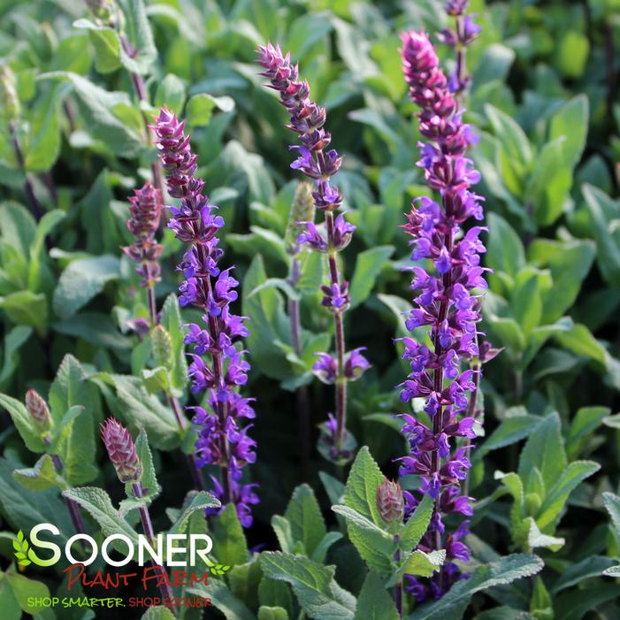 CARADONNA MEADOW SAGE