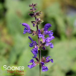 Salvia x 'Indiglo Girl'