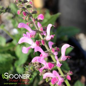 Salvia x 'Moulin Rouge'