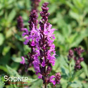 Salvia nemerosa 'Pink Profusion'